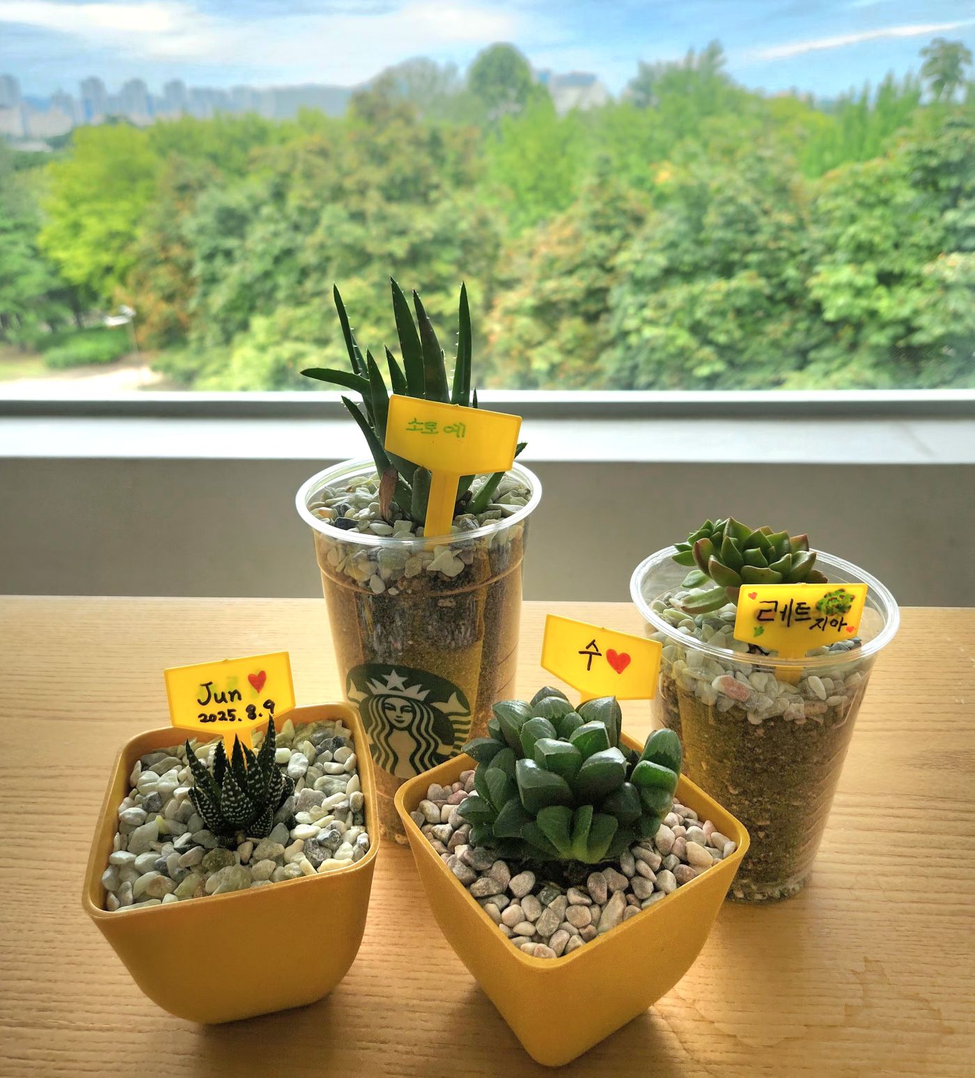 [250809] 여름방학 특강, 서울에너지드림센터에서 <탄소중립과 다육식물 심기 > 체험교육